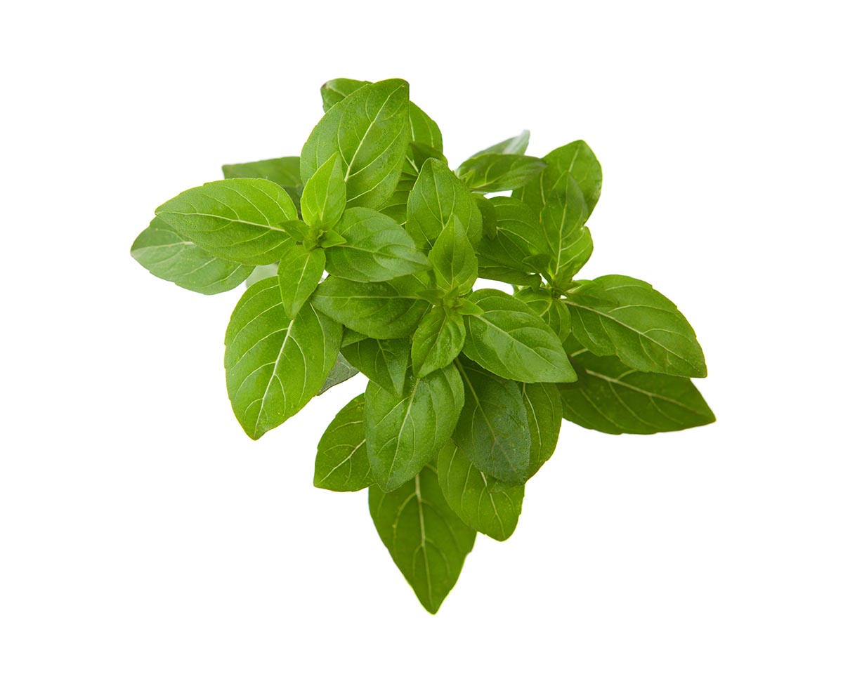Greek Basil Plant Pods 3-pack