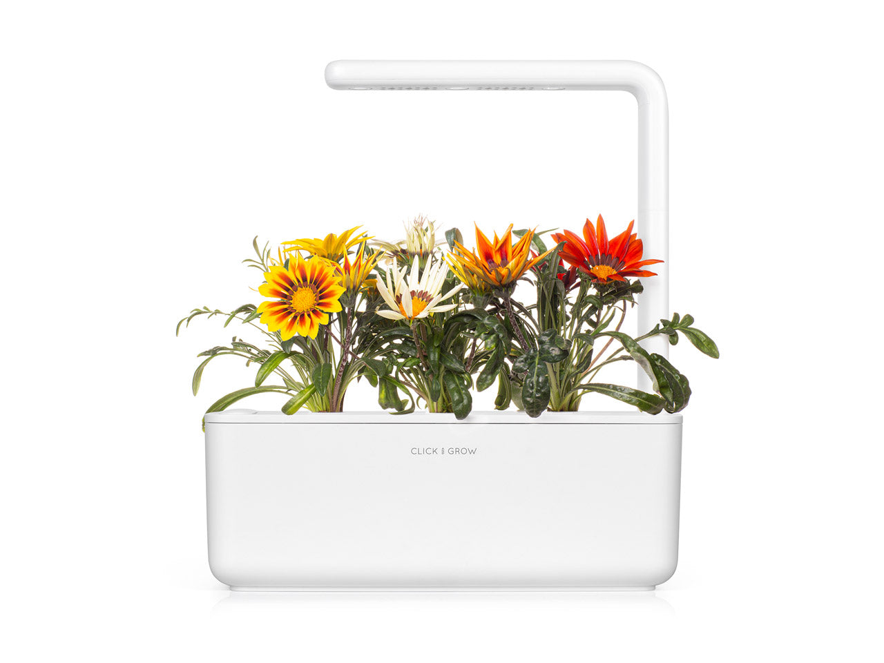 Gazania Plant Pods 3-pack