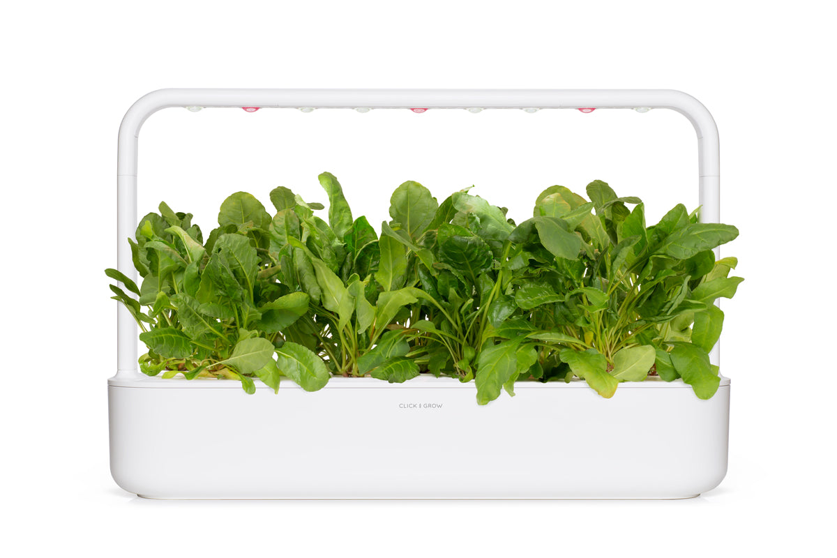 Green Chard Plant Pods 9-pack