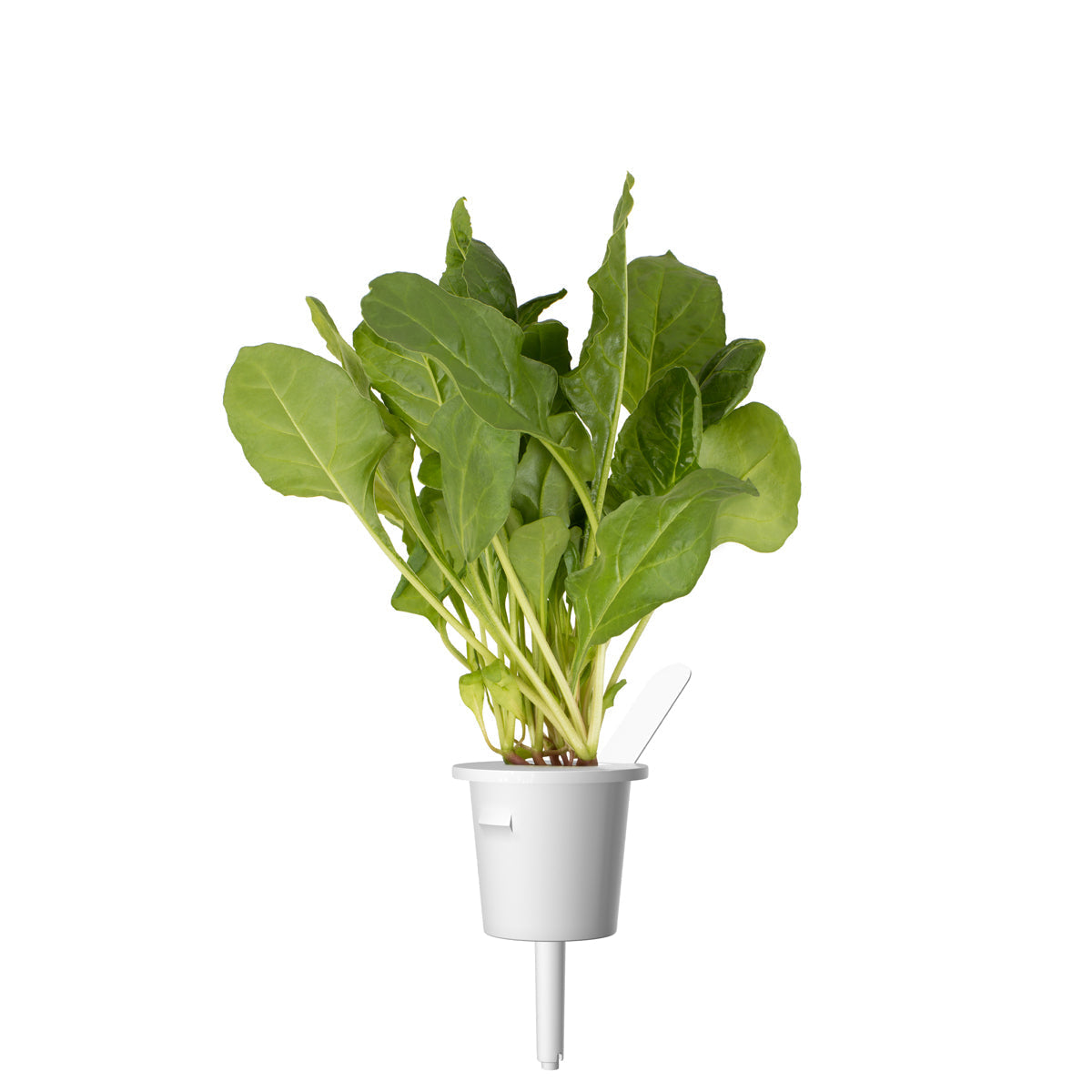 Green Chard Plant Pods 9-pack