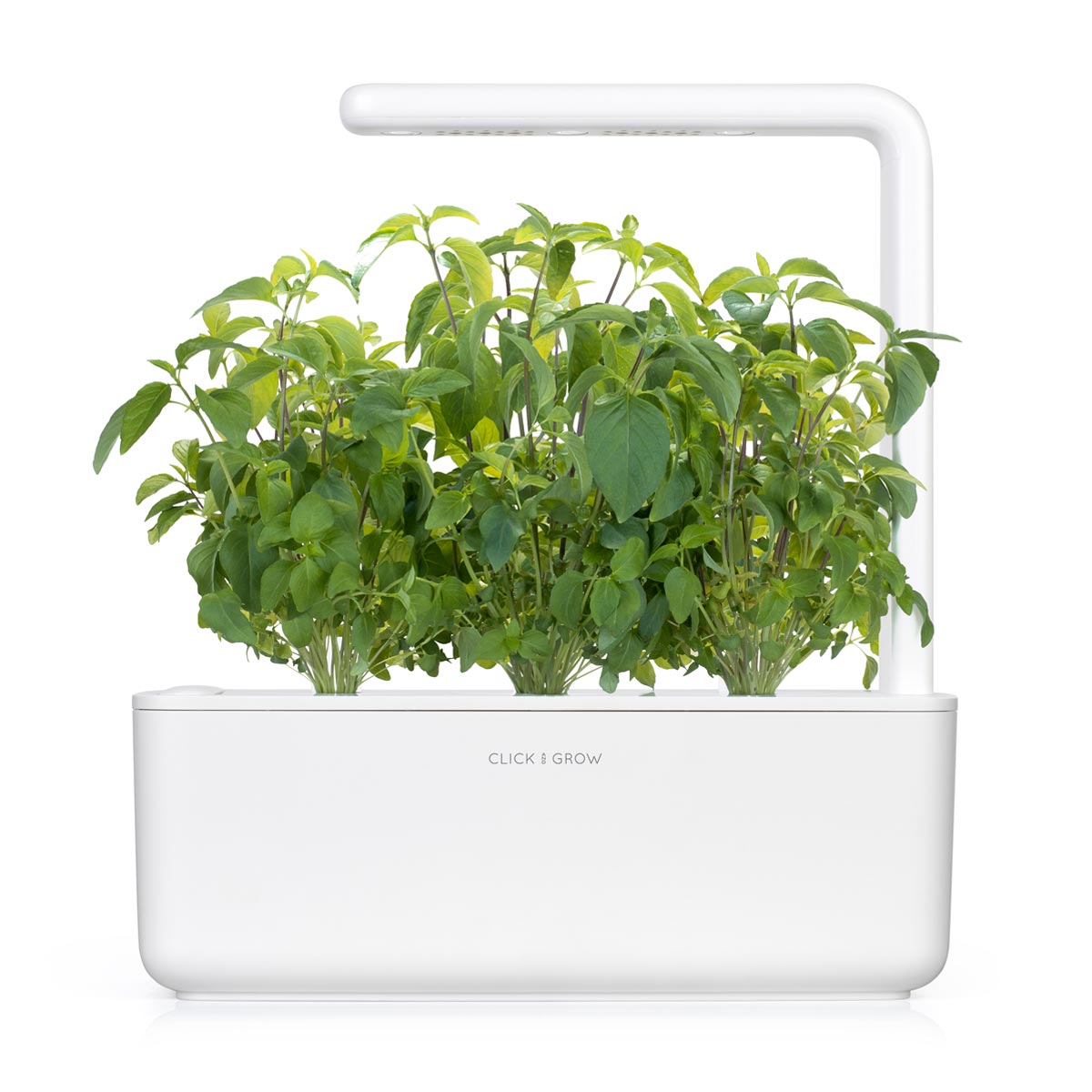Thai Basil Plant Pods 3-pack