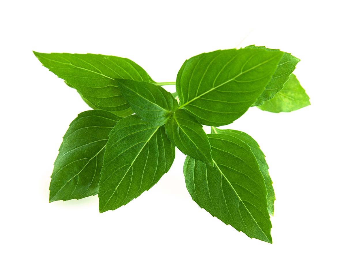 Thai Basil Plant Pods 3-pack