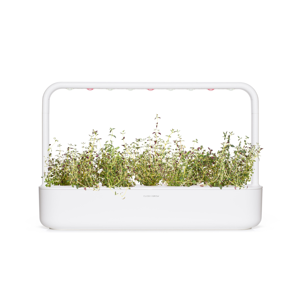 Thyme Plant Pods 9-pack