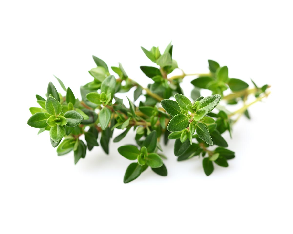 Thyme Plant Pods 3-pack