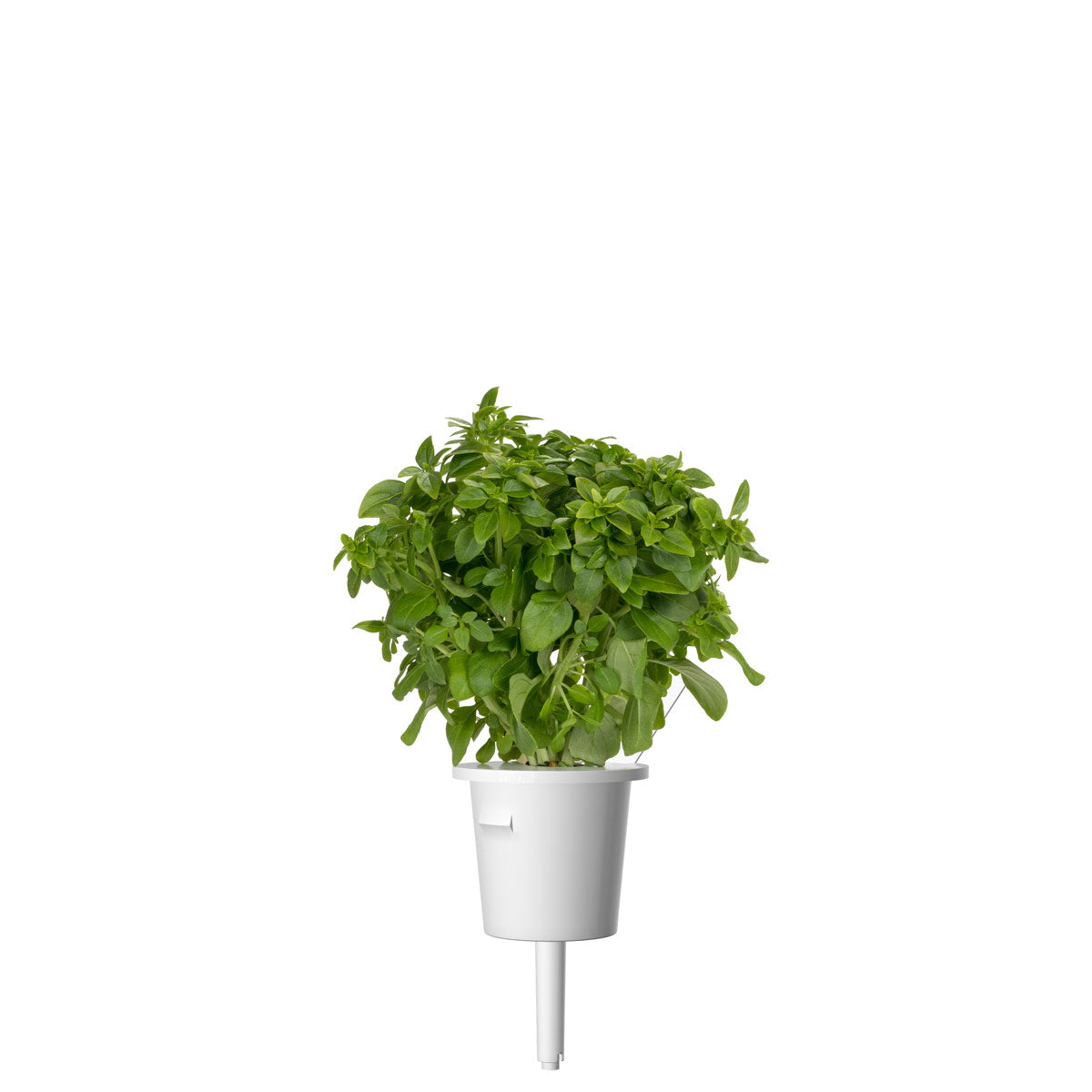 Greek Basil Plant Pods 3-pack