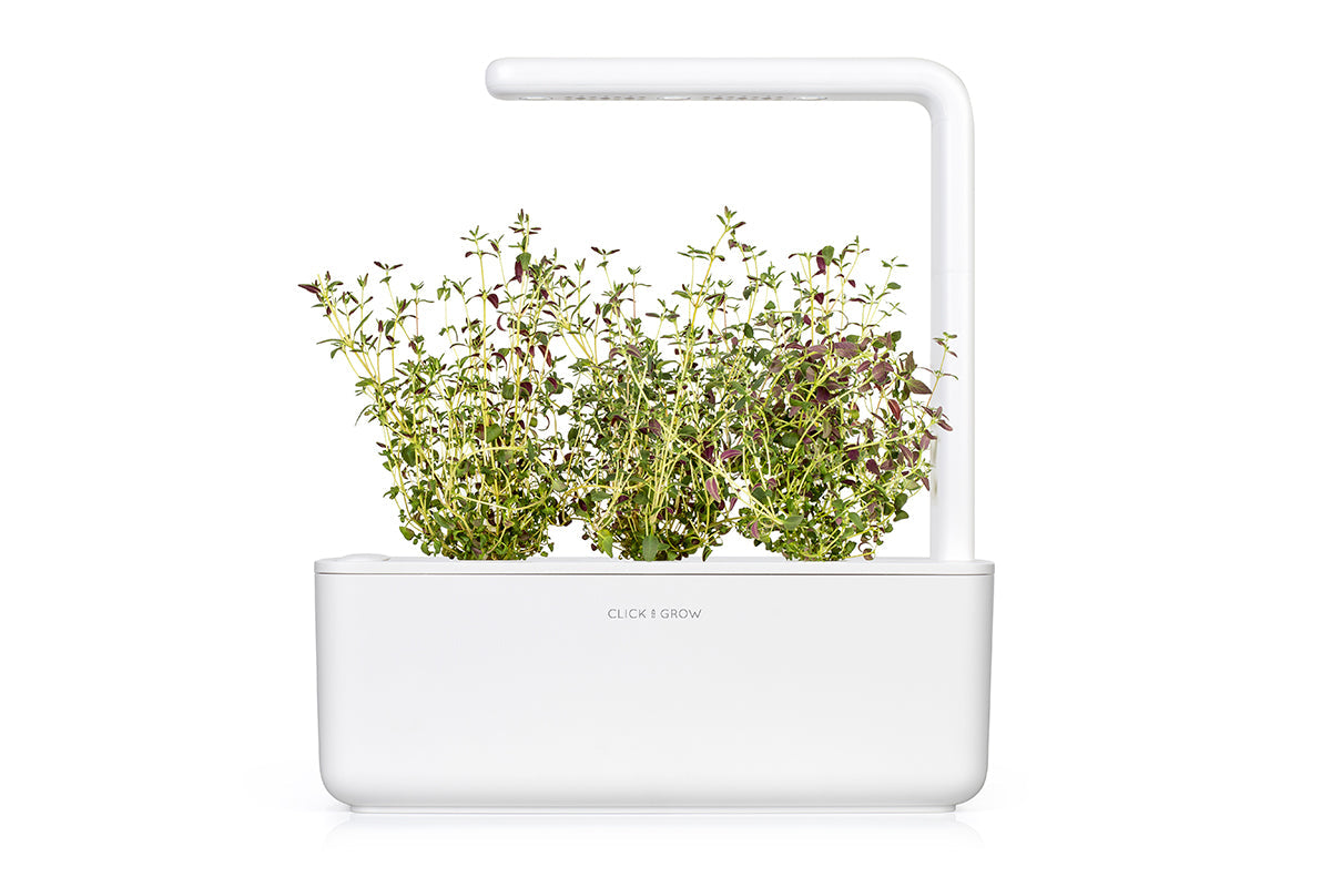 Thyme Plant Pods 3-pack