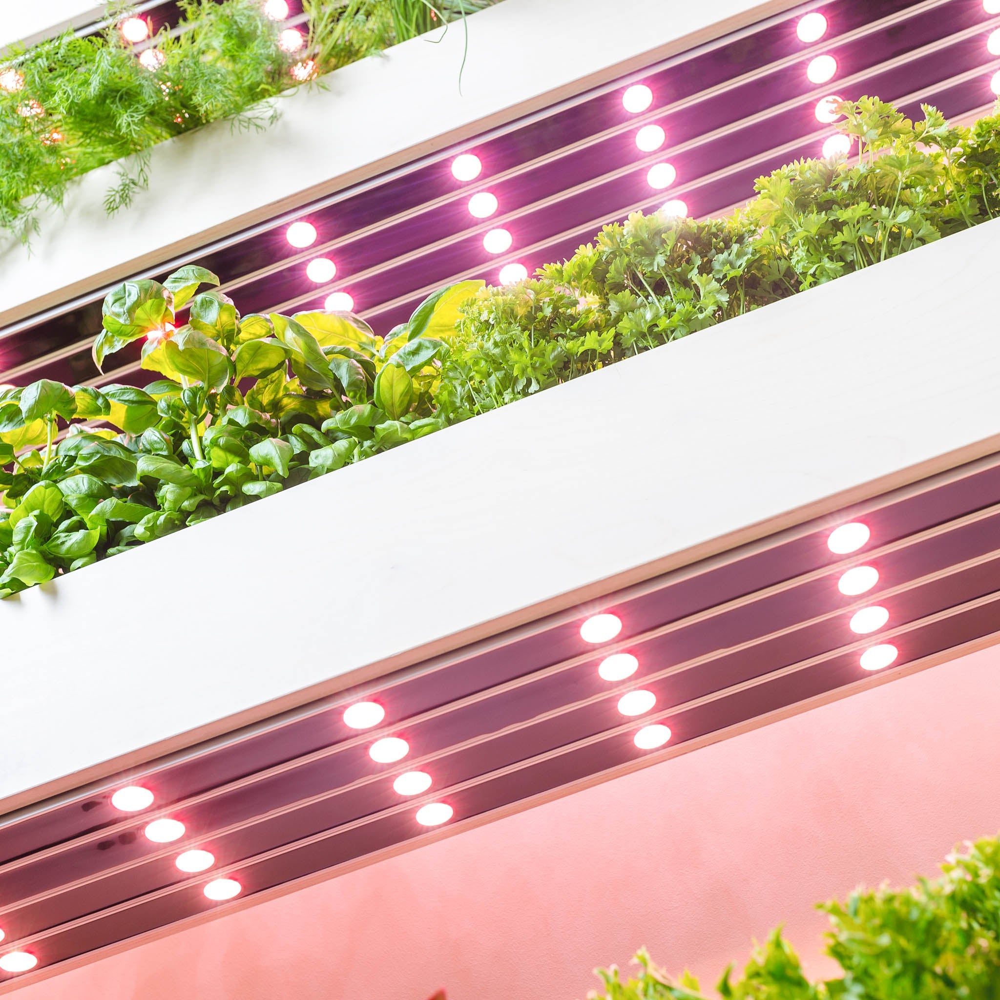 The Wall Farm Indoor Vertical Garden
